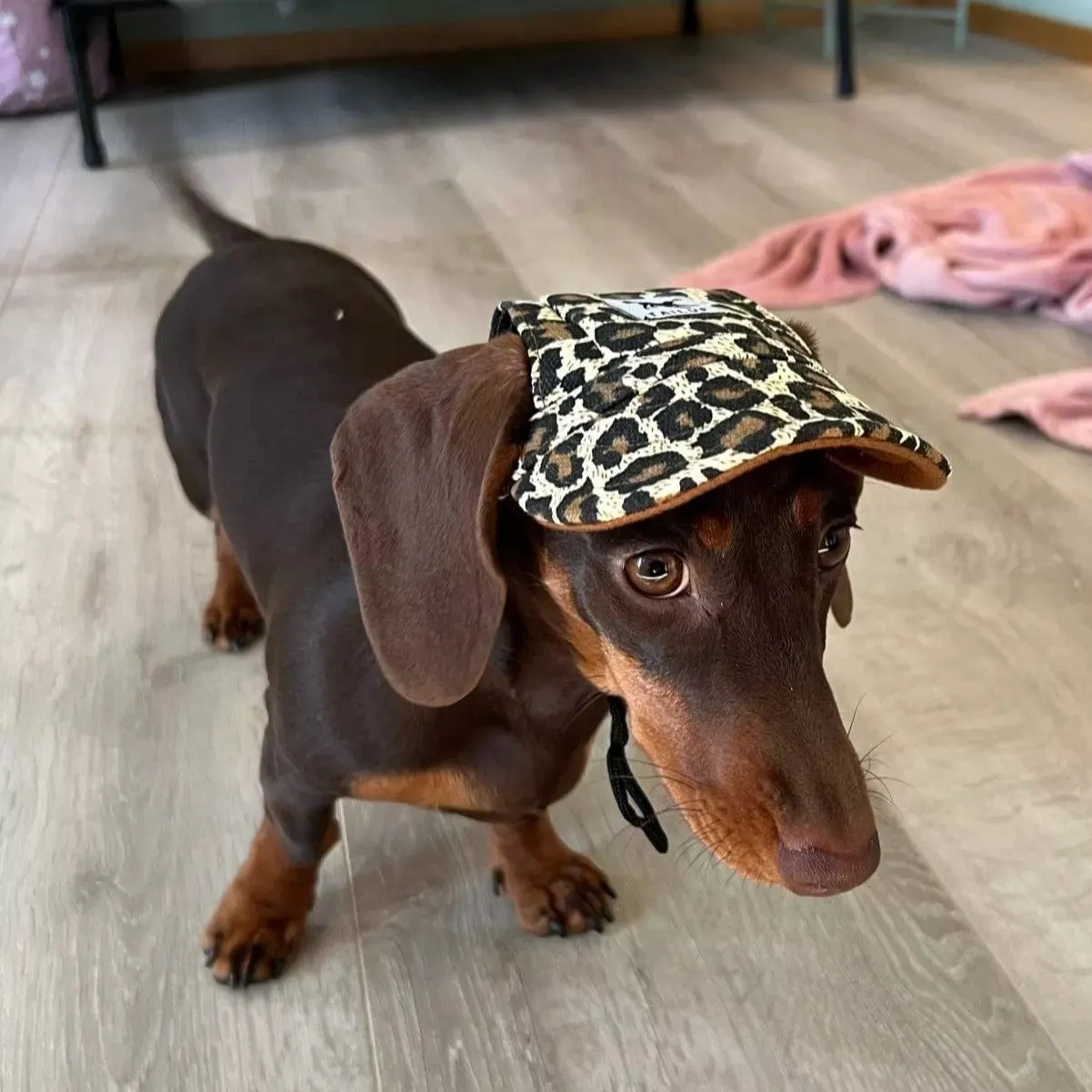 Graphic Baseball Dachshund Hat