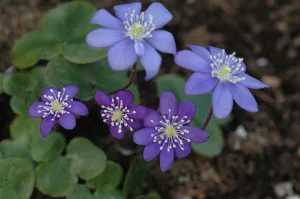 Hepatica nobilis (Liverleaf)